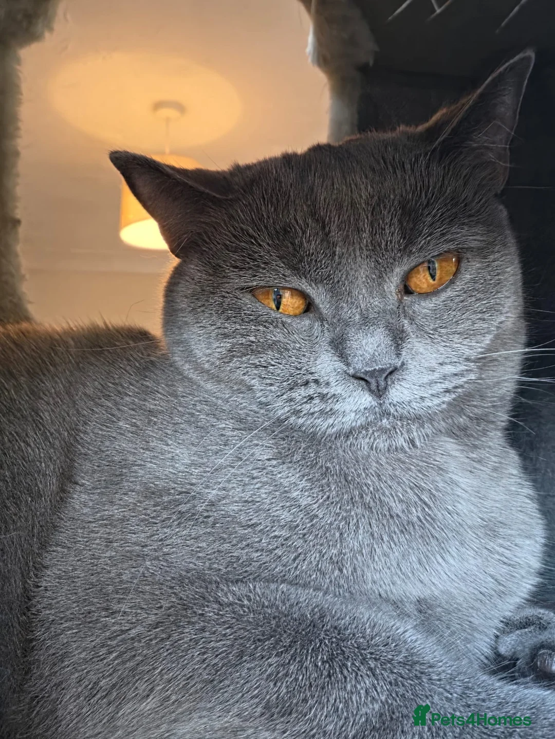 British Shorthair cats for sale: BSH looking for a quiet, experienced home - Advert 2