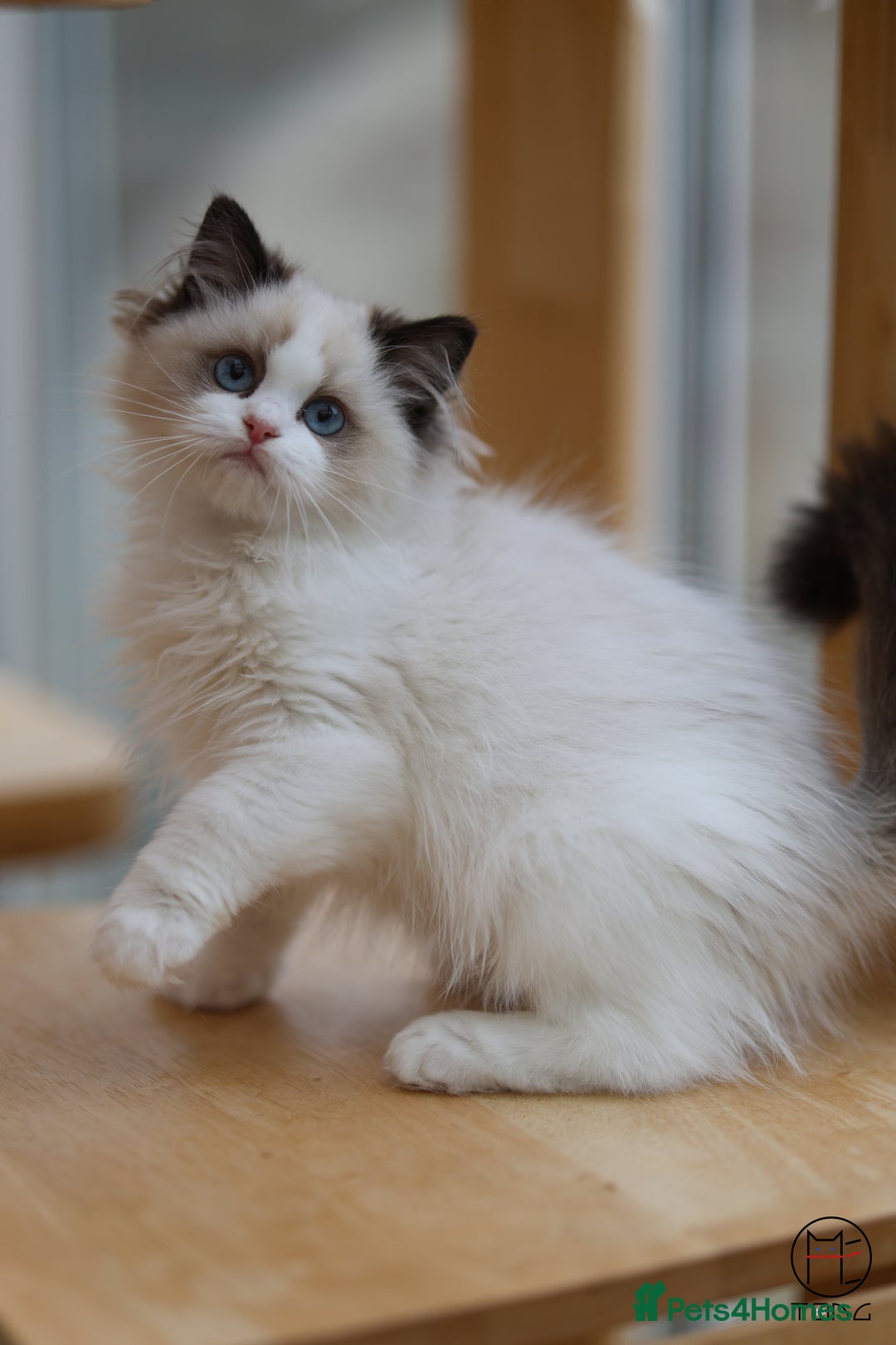Ragdoll cats for sale: GCCF Sweet Ragdoll girl champion line - Image 6