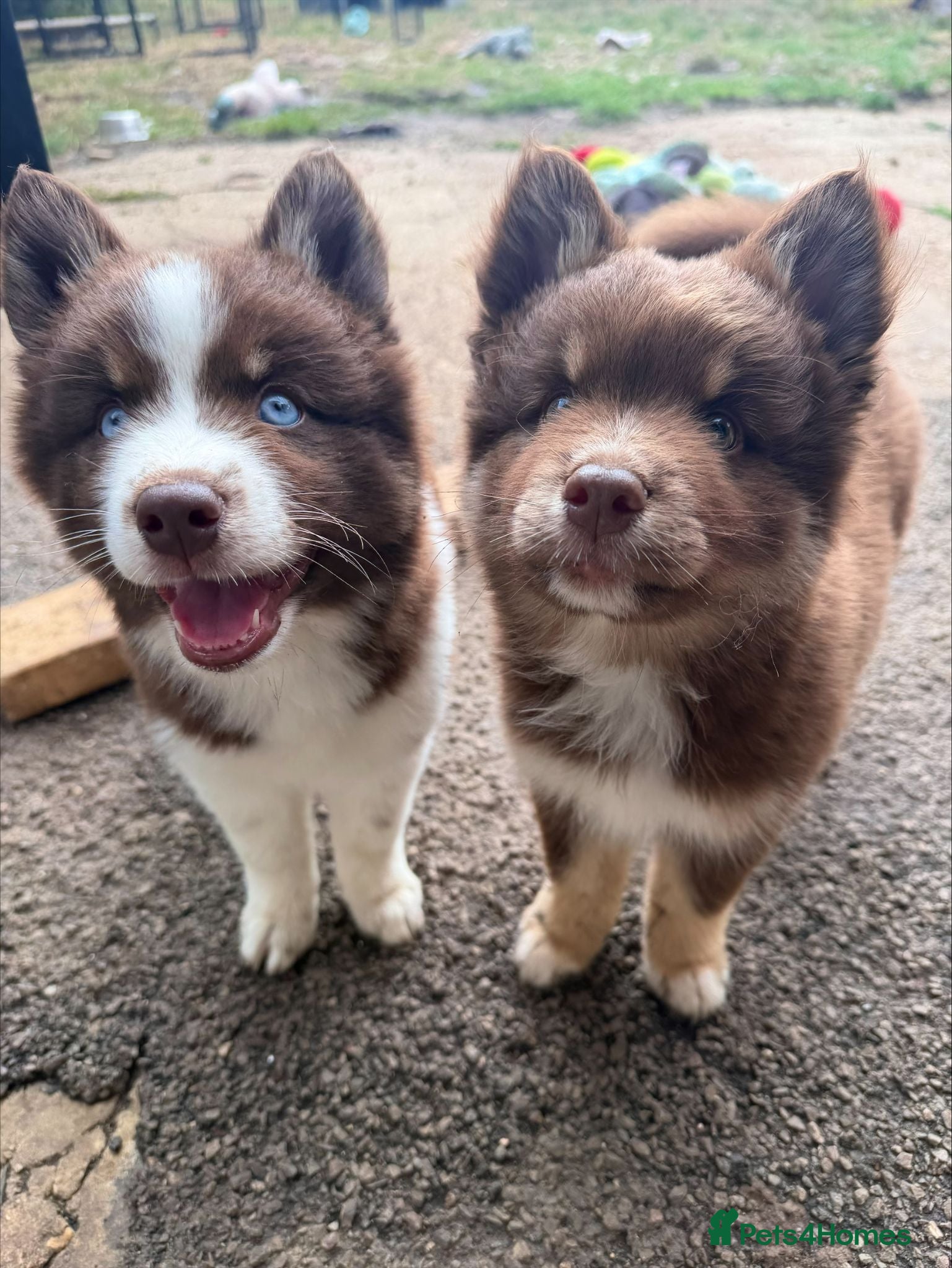 Pomsky dogs *Last chance* 1 woolly chocolate boy * 🇺🇸 Lines - Advert 3