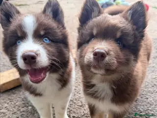 Pomsky dogs *Last chance* 1 woolly chocolate boy * 🇺🇸 Lines - Advert 3