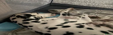 Dalmatian 5