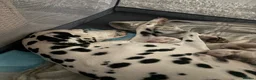 Dalmatian dogs for sale: 🐾 Stunning KC Pedigree Dalmatian Puppies 🐾 - Advert 24