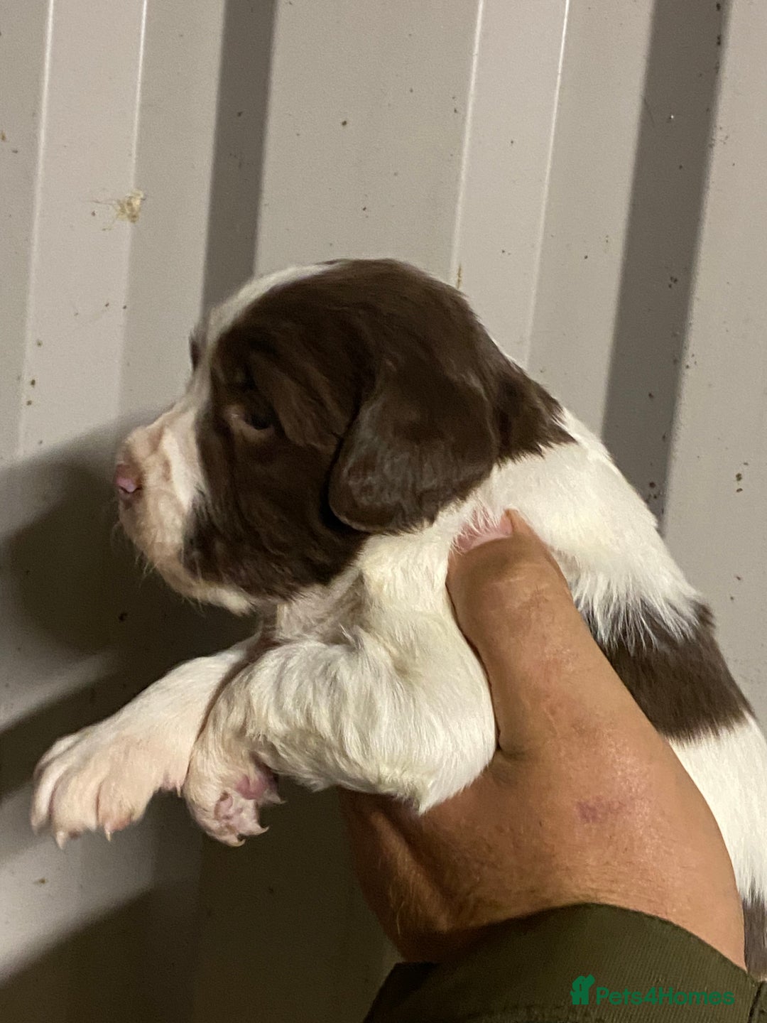 English Springer Spaniel dogs for sale: Springer spaniel - Image 5