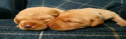 Labrador Retriever dogs for sale: KC registered Fox red labradors in Peterborough - Advert 4