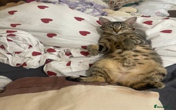 Domestic Shorthair cats for sale: Female Tabby and orange Kitten - Image 22