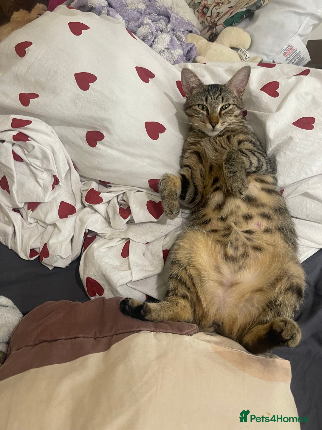 Domestic Shorthair cats for sale: Female Tabby and orange Kitten - Image 22