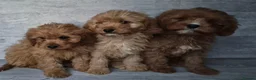 Cavapoo dogs for sale: Stunning F1 RED cavapoo boys and girls READY NOW - Advert 7