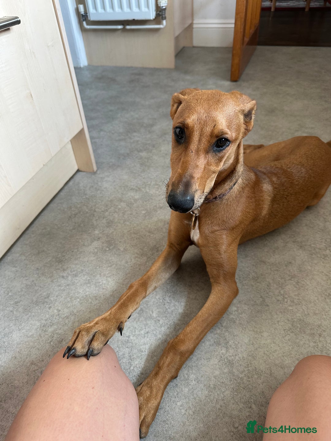 Mixed Breed dogs for sale: Mara - Doberman X Lurcher 7 month old girl - Image 18