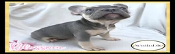 French Bulldog dogs for sale: Excellent Bloodline KC French Bulldogs A** Tested - Advert 6