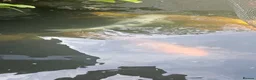 Koi Carp fish for sale: Koi fish for sale due to moving house - Advert 11