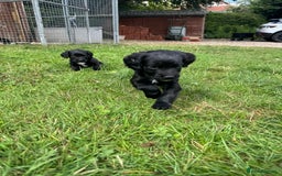 Sprocker dogs for sale: Sprocker puppies  - Image 4