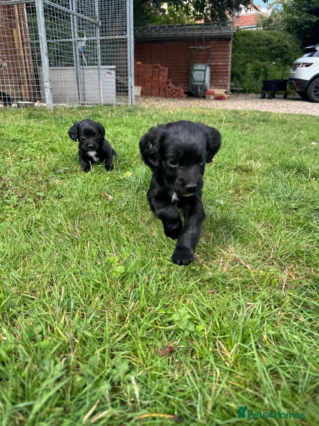 Sprocker dogs for sale: Sprocker puppies  - Image 4