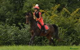 Arabian horse horses for sale: 14.2hh Part Bred Arab Allrounder - Image 1