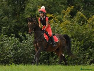 Arabian horse horses - Advert 3