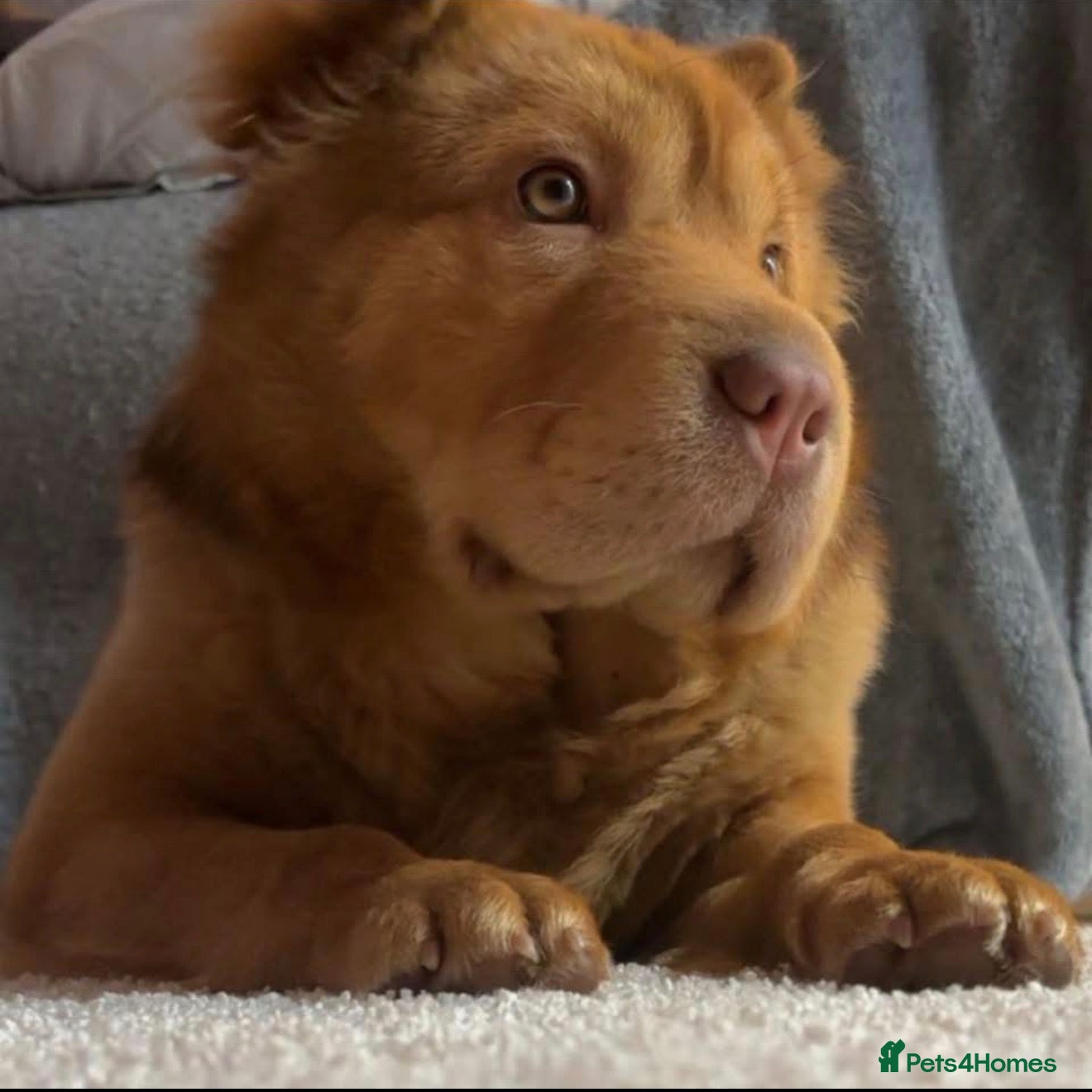 Shar Pei dogs 3 gorgeous bear coat Shar-Pei - Advert 1