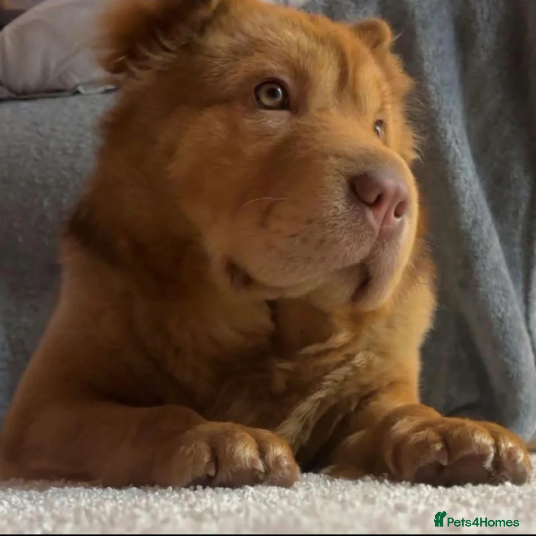 Shar Pei dogs for sale: 3 gorgeous bear coat Shar-Pei in Blaydon-on-Tyne - Advert 1