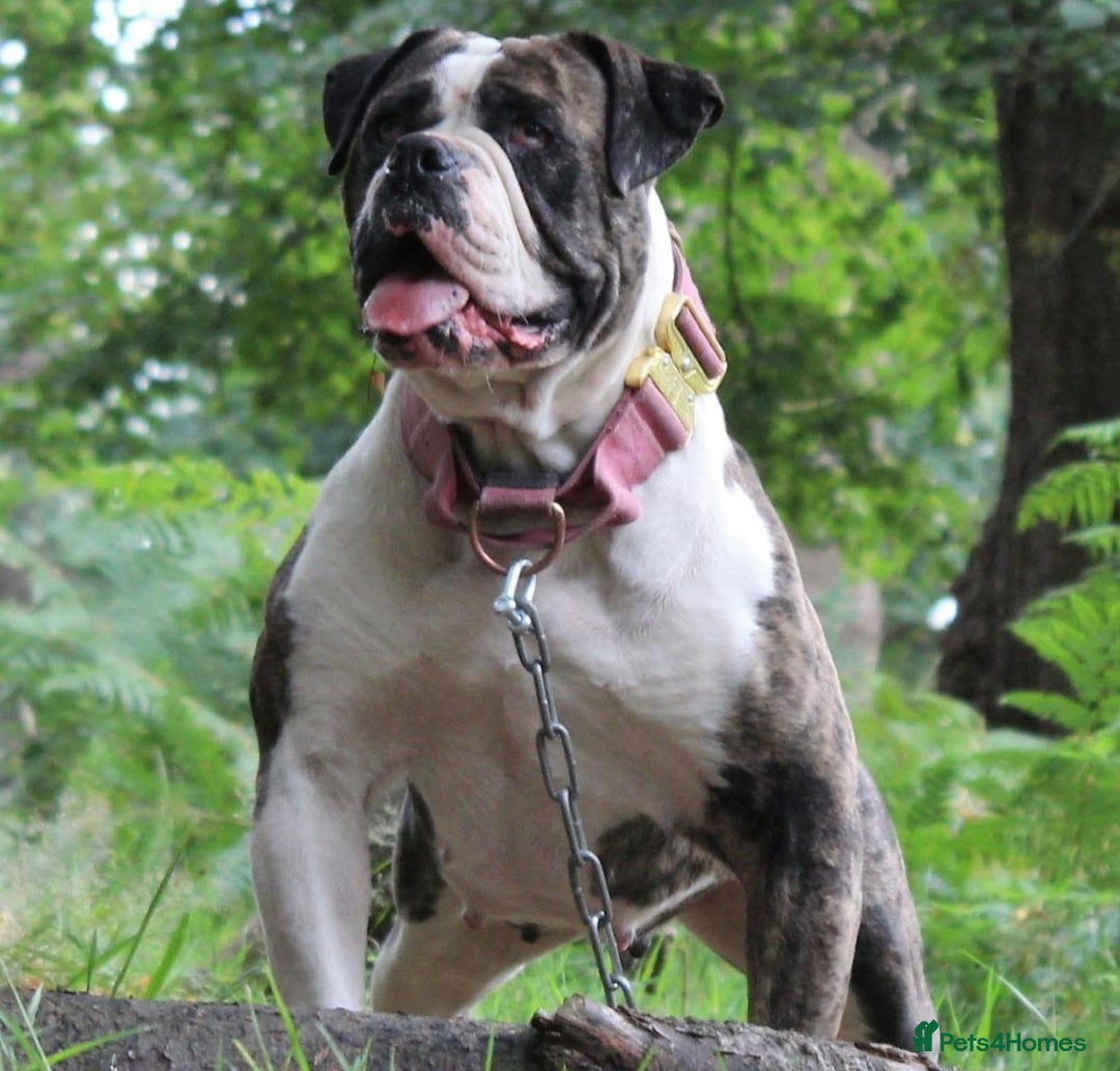 Alapaha Blue Blood Bulldog dogs for sale: SUPERB PICK OF LITTER PUP 5***** - Advert 20