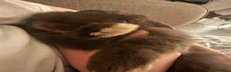 Mini Lop rabbits for sale: Loving bunny for adoption  in Tunbridge Wells - Advert 2