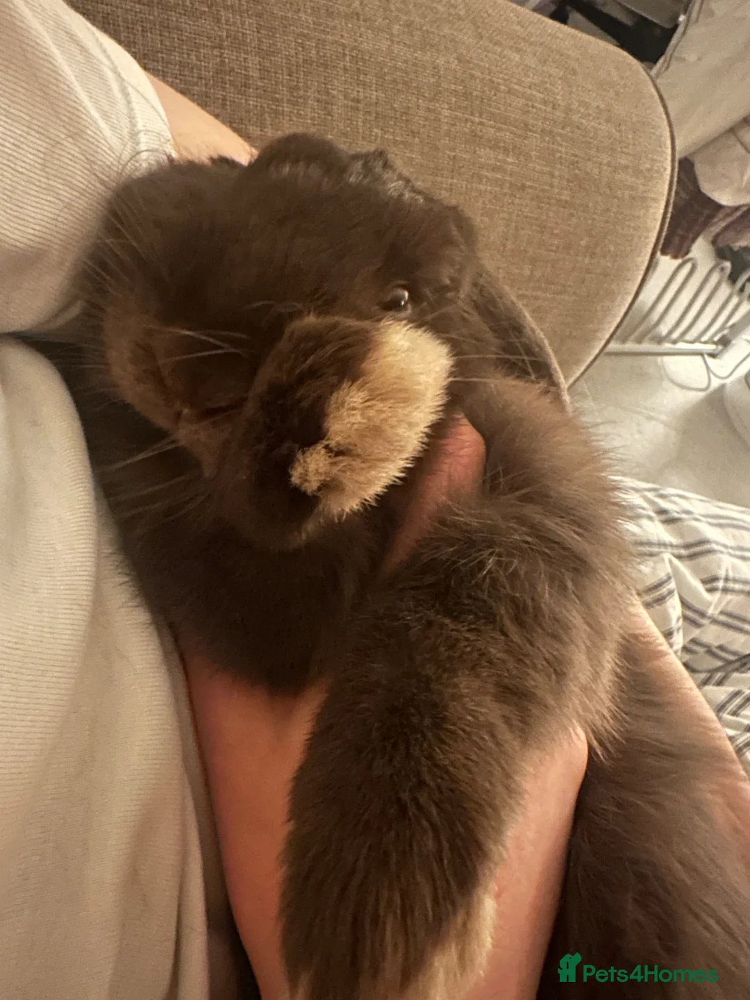 Mini Lop rabbits for sale: Loving bunny for adoption  in Tunbridge Wells - Advert 2