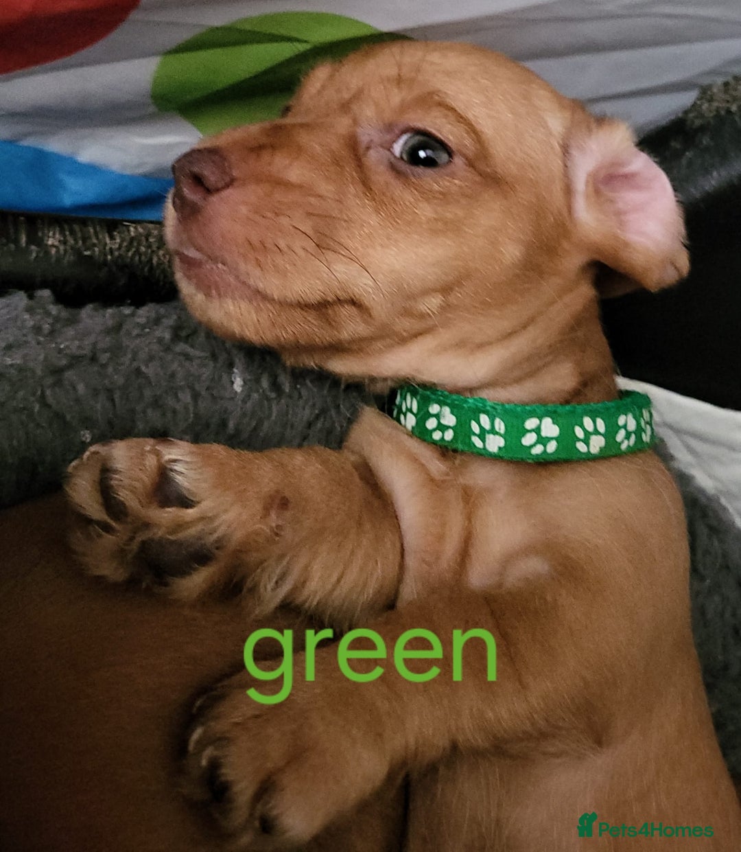 Dachshund dogs for sale: Smooth Haired Dachshund puppies - Advert 23