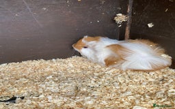 Guinea Pig rodents for sale: Peruvian Guinea pig male - Image 3