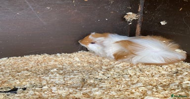Guinea Pig rodents - Advert 5
