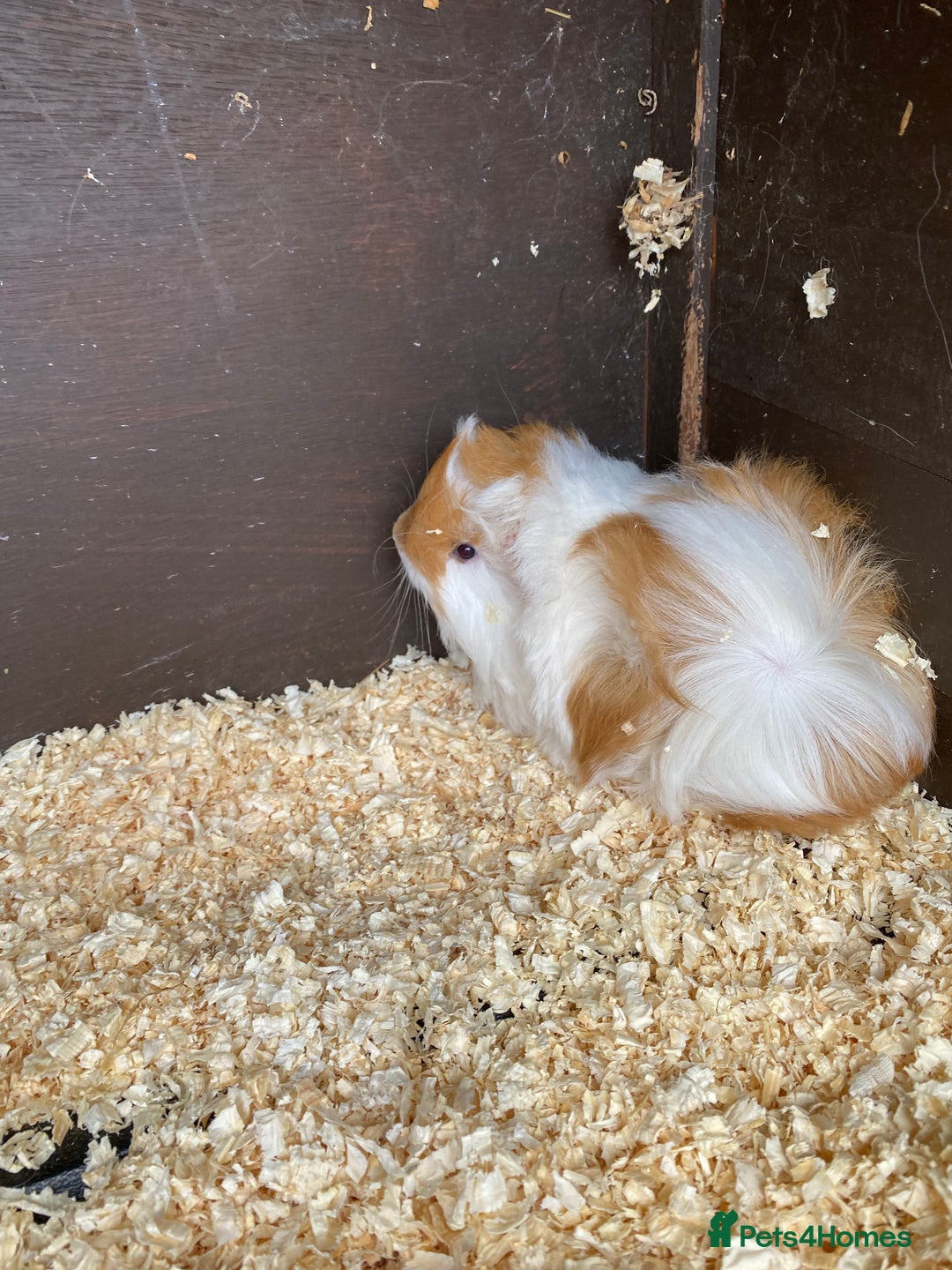 Guinea Pig rodents for sale: Peruvian Guinea pig male - Image 3