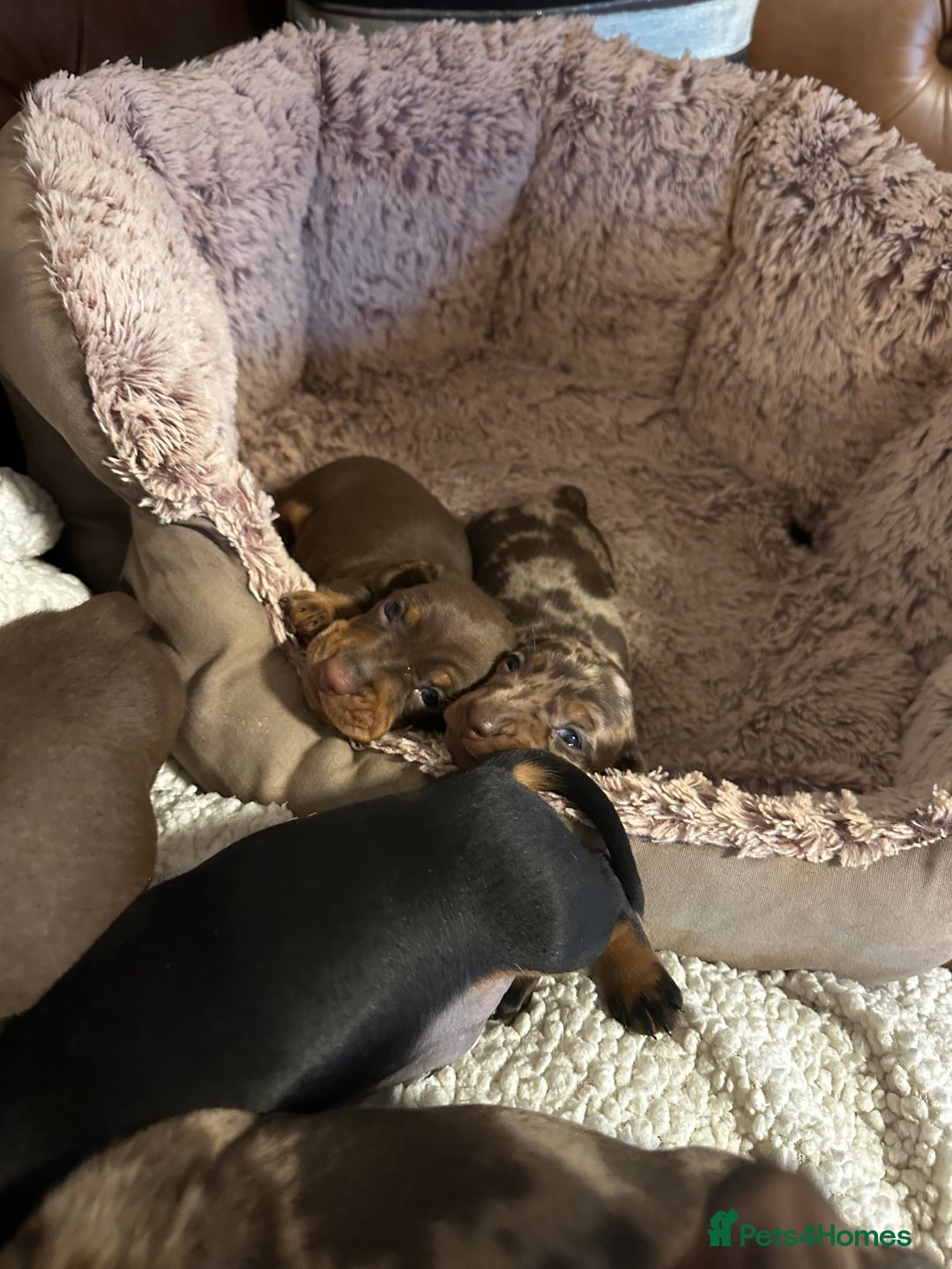 Miniature Dachshund dogs for sale: sweet mini dachshund babies - Advert 8