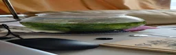 Live Bearers fish for sale: 6 Guppy / Endler-Type Tropical Fish in London - Advert 4