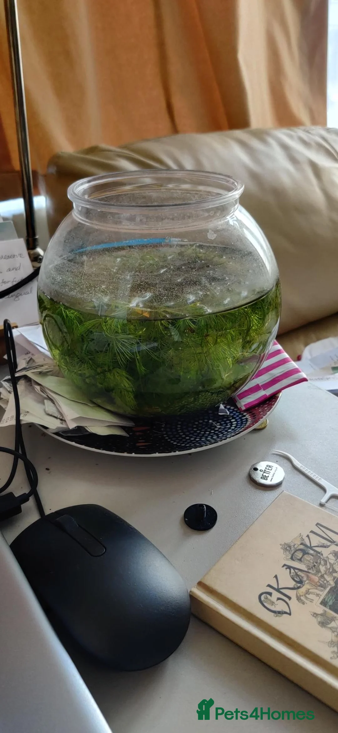 Live Bearers fish for sale: 6 Guppy / Endler-Type Tropical Fish in London - Advert 4
