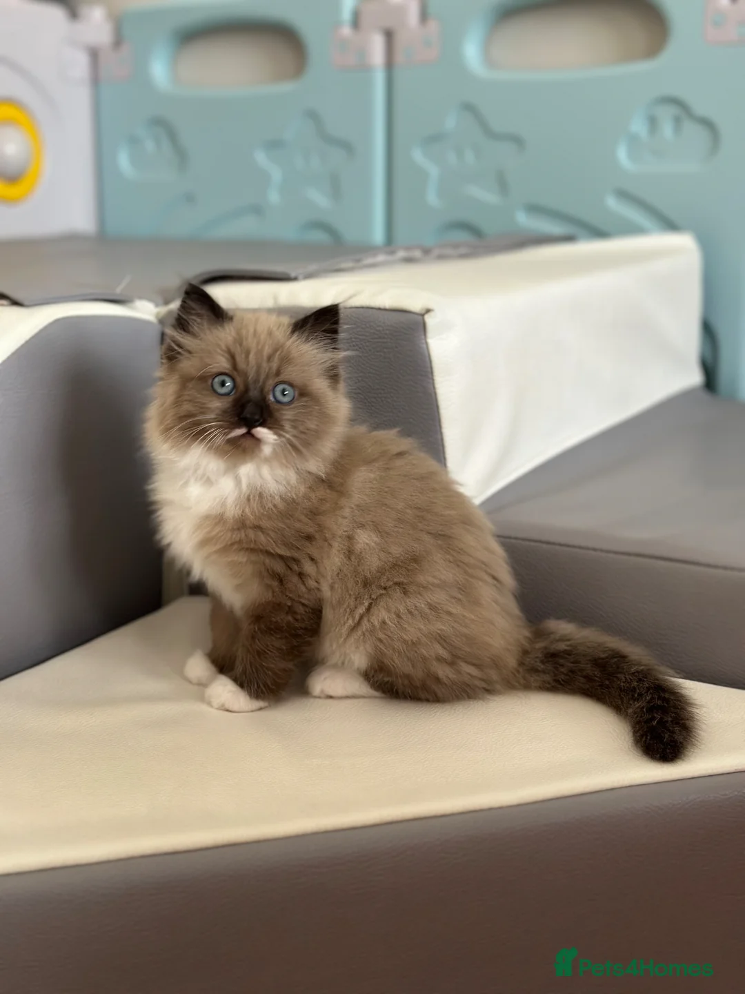Ragdoll cats for sale: Female ragdoll ready now - Advert 1
