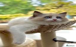 Ragdoll cats for sale: GCCF Registered. Grand Champion Bloodlines. - Image 13