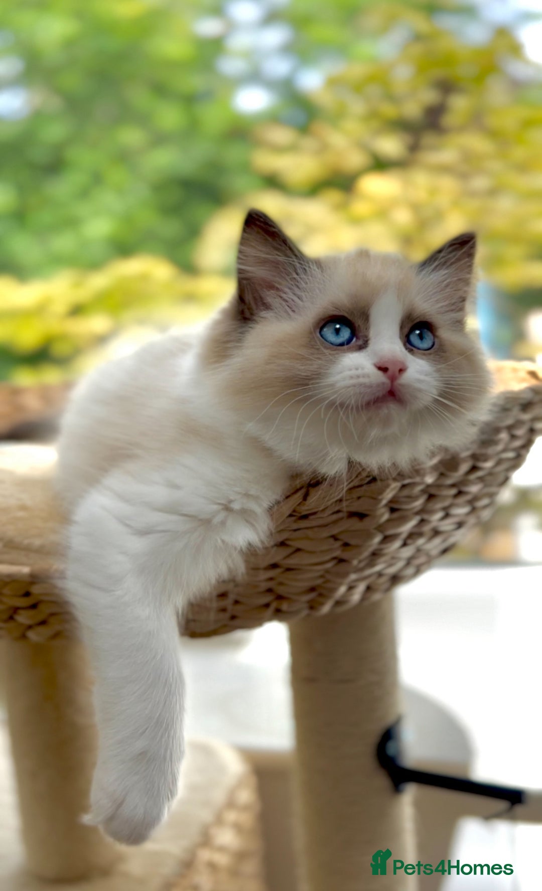 Ragdoll cats for sale: GCCF Registered. Grand Champion Bloodlines. - Image 13