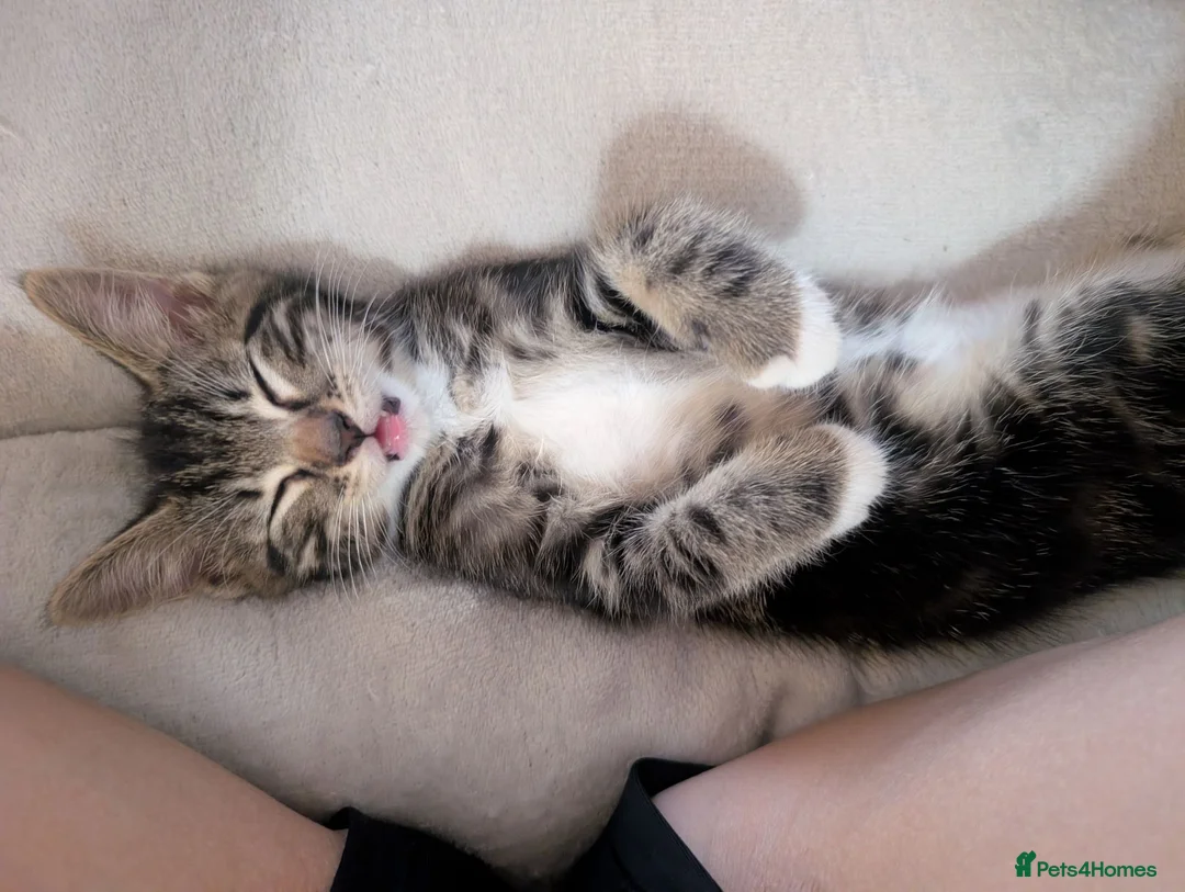 British Shorthair cats for sale: Peppa and Slim shady  - Advert 2