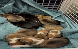 Welsh Corgi Pembroke dogs for sale: Welsh Pembroke corgis  - Image 1