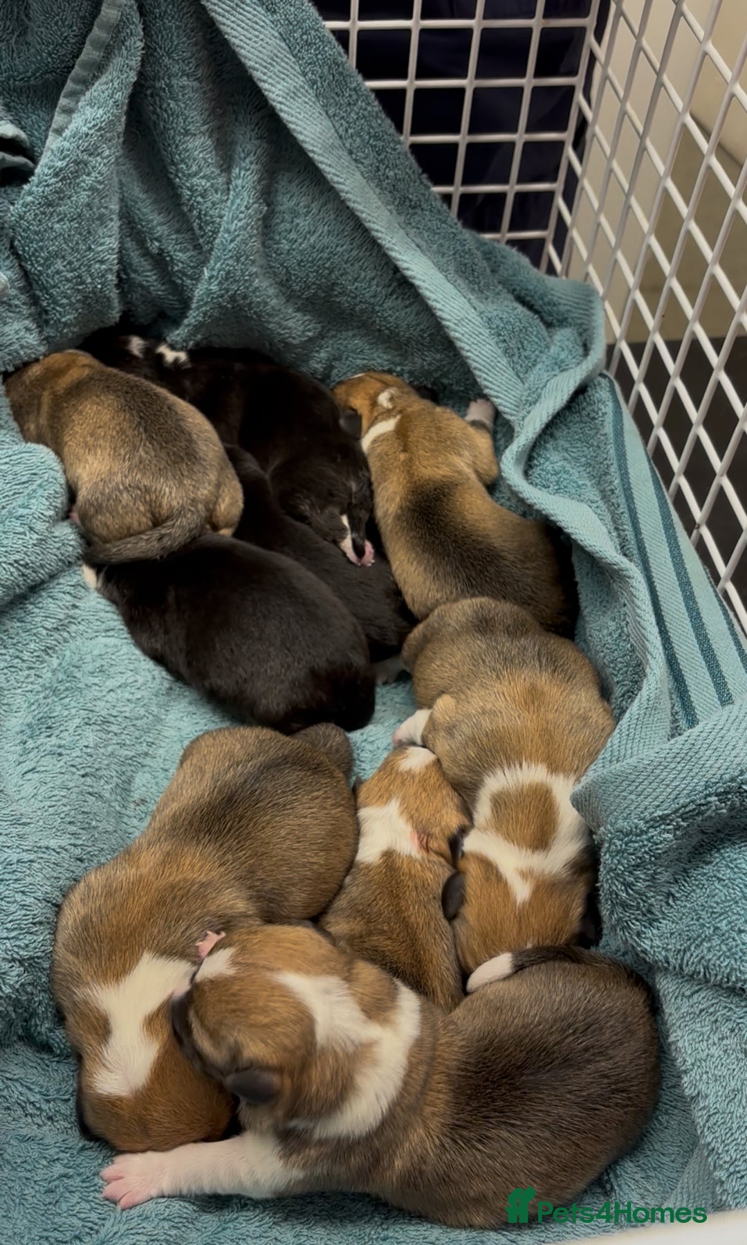 Welsh Corgi Pembroke dogs for sale: Welsh Pembroke corgis  - Image 1