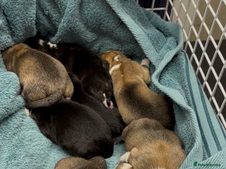 Welsh Corgi Pembroke dogs for sale - Advert 1