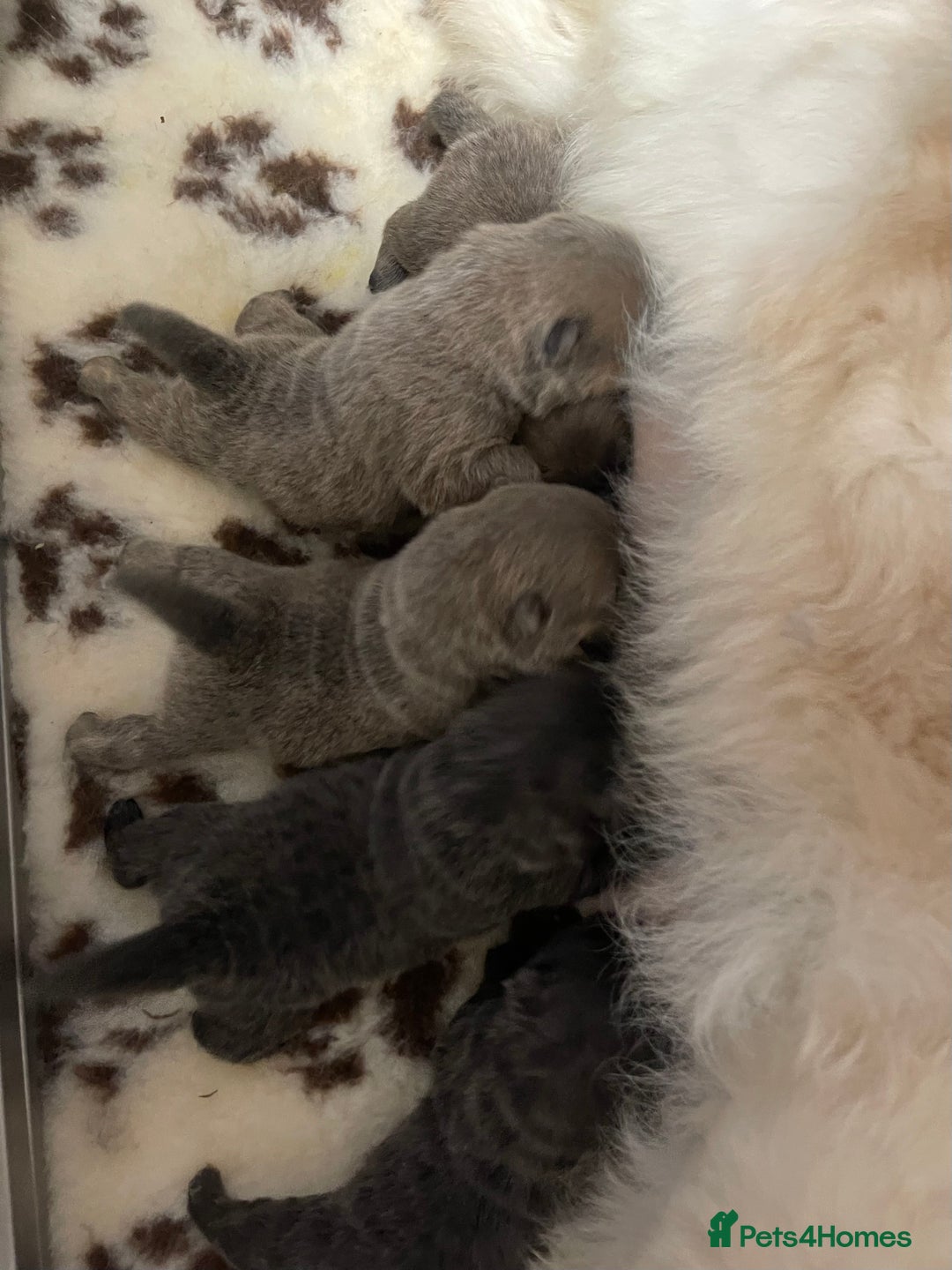 Chow Chow dogs for sale: 🧸🧸Beautiful Chow Chow Puppies🧸🧸 - Advert 1