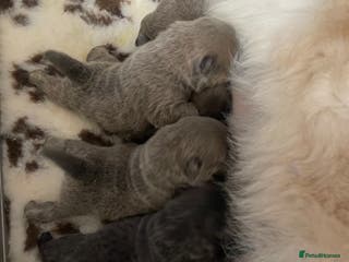 Chow Chow dogs 🧸🧸Beautiful Chow Chow Puppies🧸🧸 - Advert 4