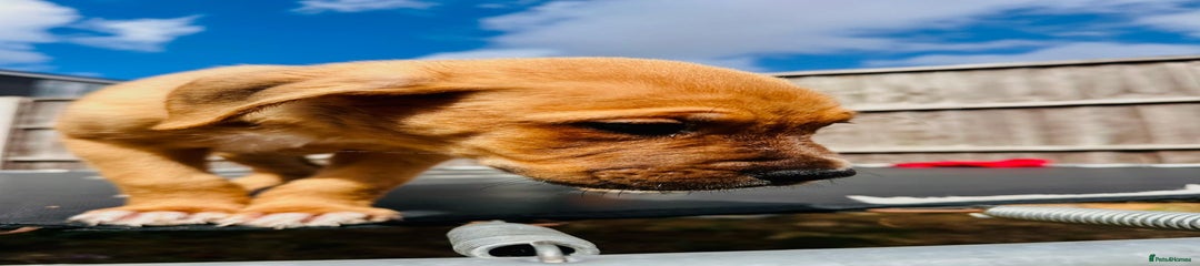 Staffordshire Bull Terrier Puppy 1