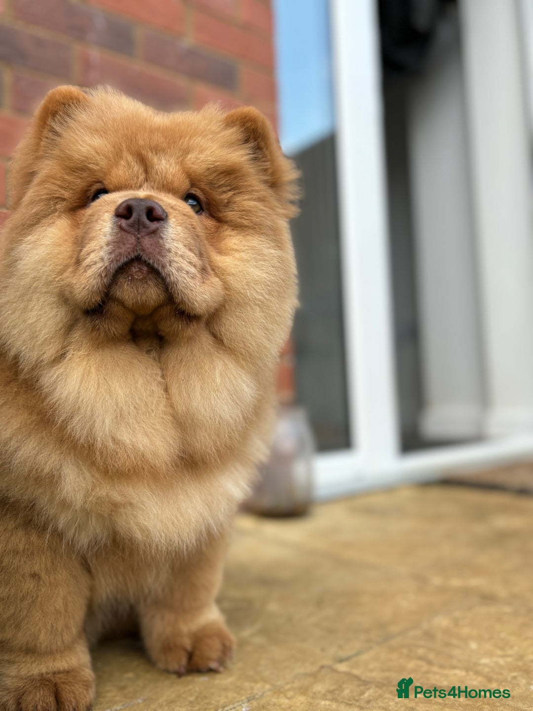 Chow Chow dogs for sale: Champion pedigree chow chow puppies in Northampton - Image 27