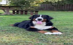 Bernese Mountain Dog dogs for sale: 9 months old girl KC  - Image 9
