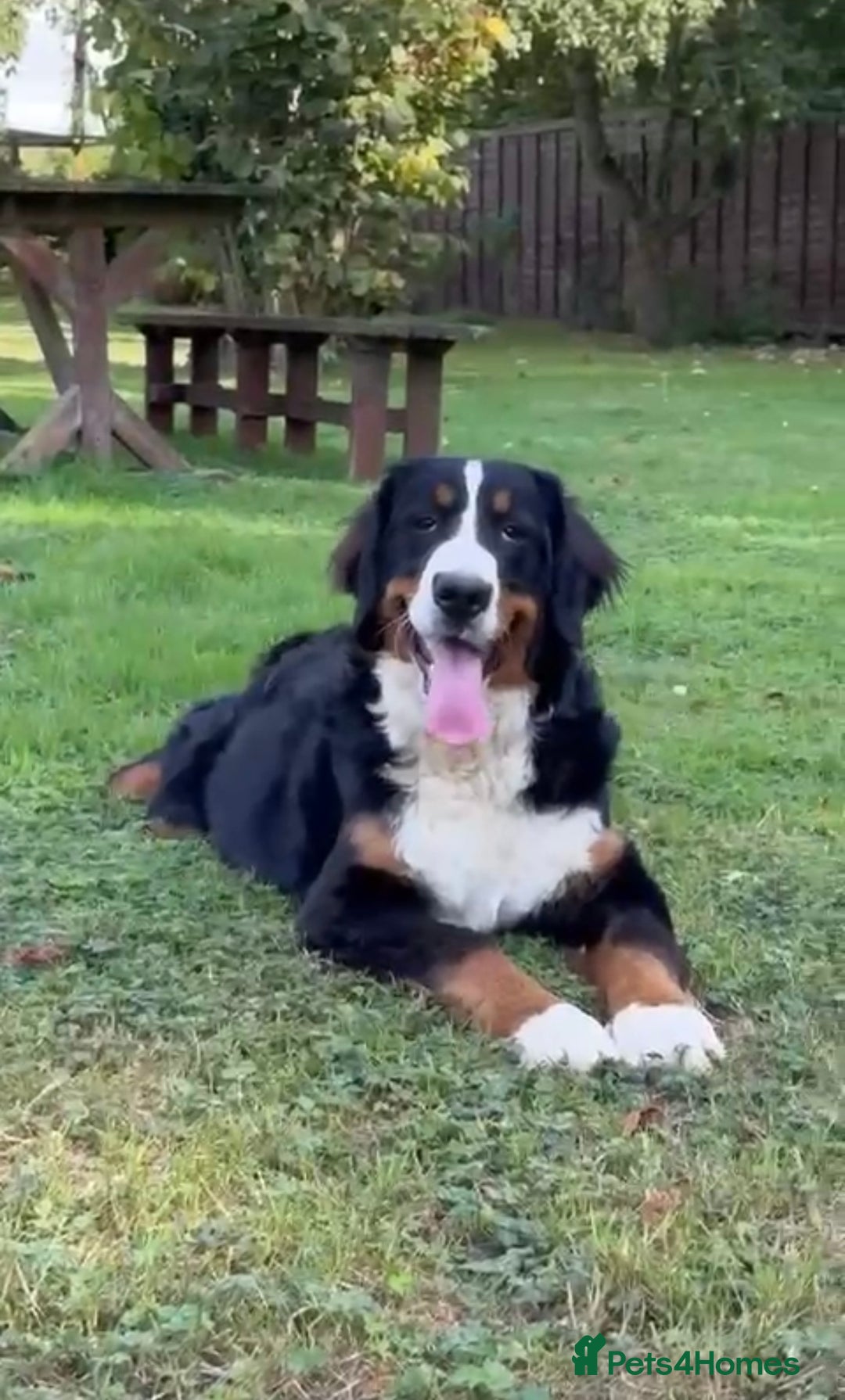 Bernese Mountain Dog dogs for sale: 9 months old girl KC  - Image 9
