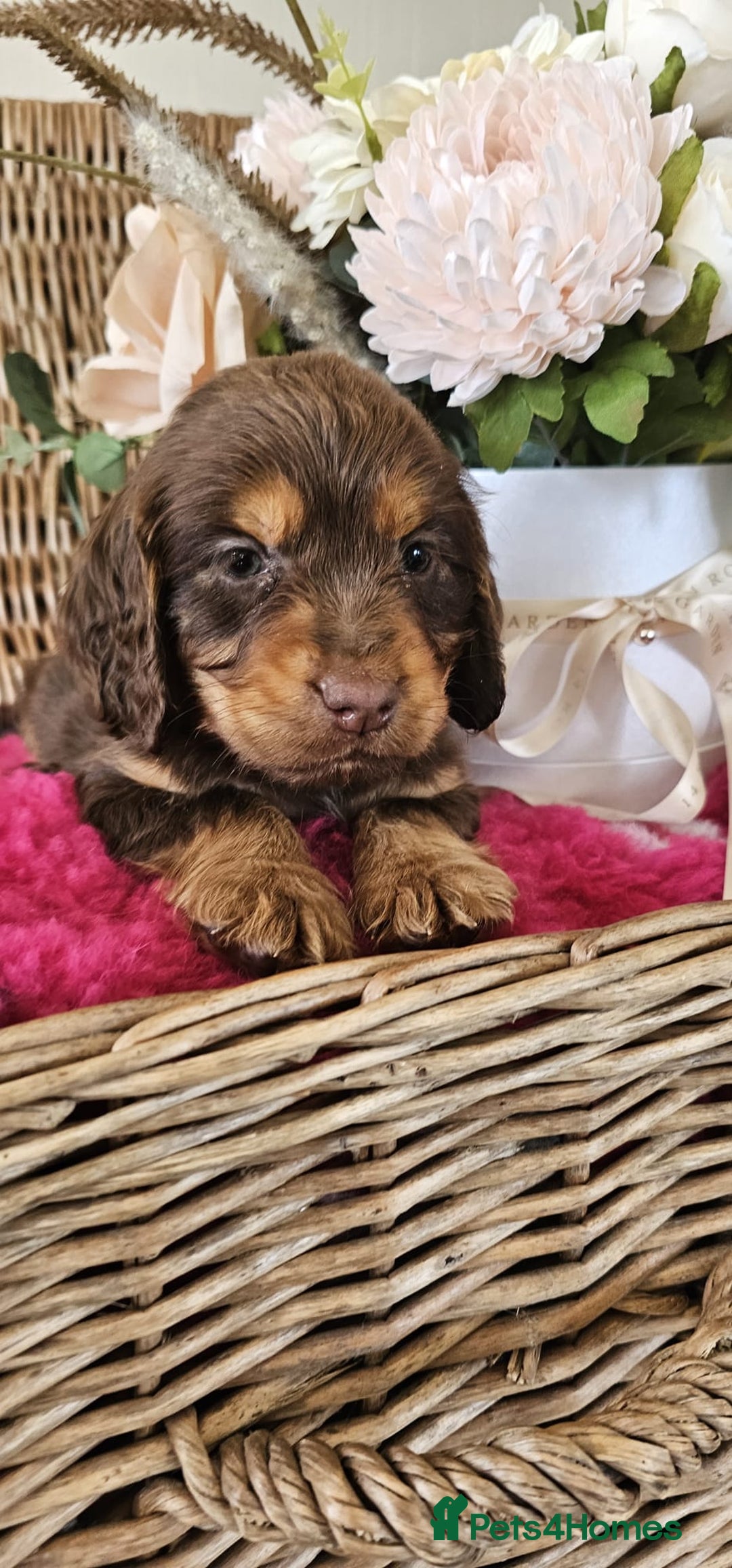 Cocker Spaniel dogs for sale: Ready this Thursday vet checked  - Image 10