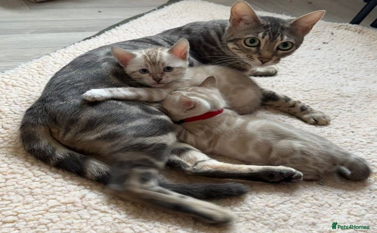 Bengal cats - Advert 5