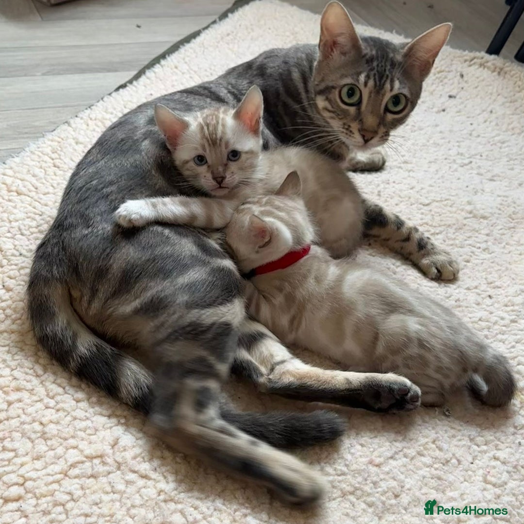 Bengal cats for sale: TICA reg Bengal Kittens - 2 male Snow Spotted  - Image 1