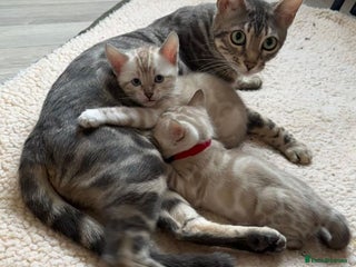 Bengal cats - Advert 13