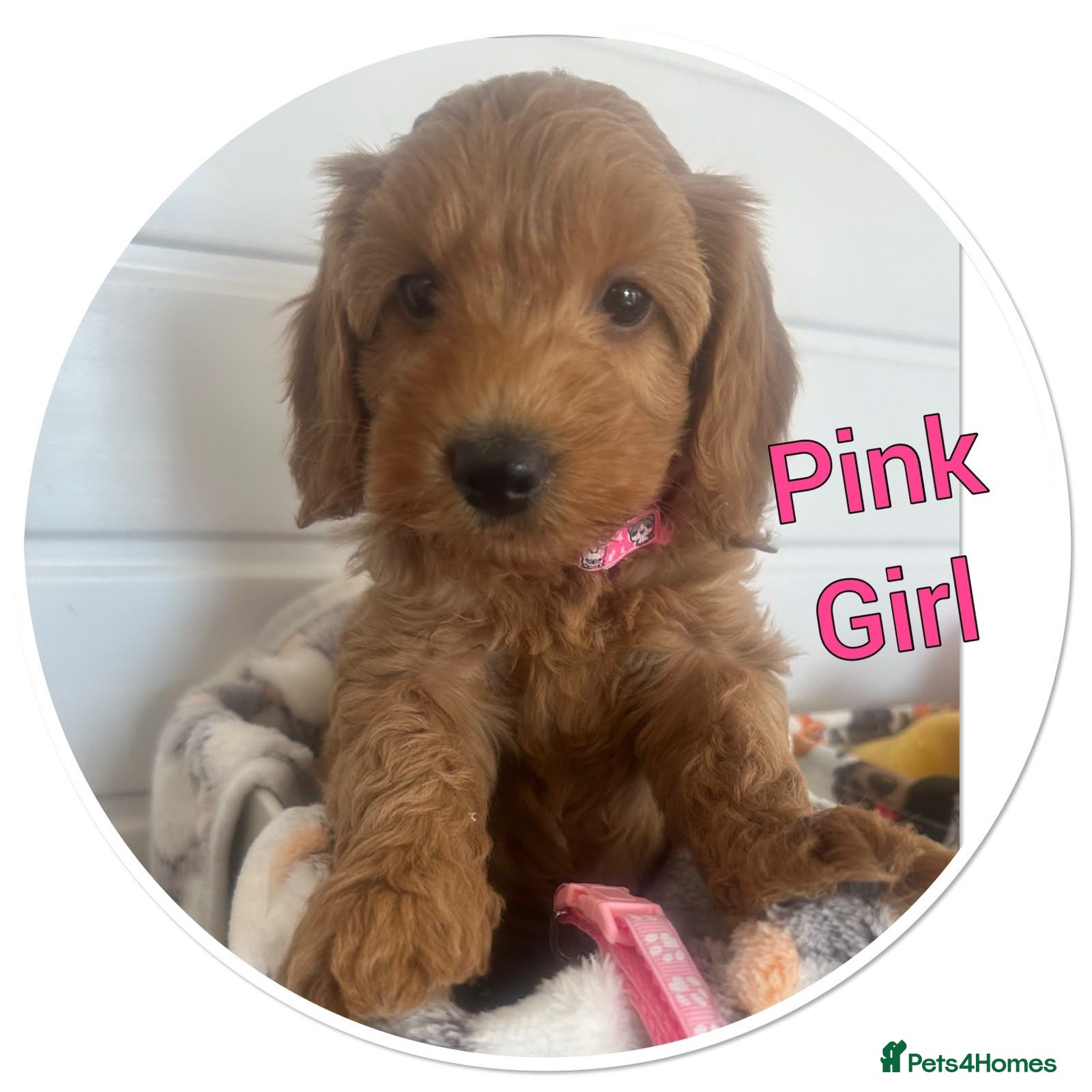 Cockapoo dogs Licensed Rox 4 red F1b  fully  health tested  - Advert 17