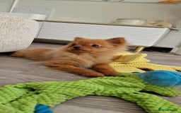 Pomeranian dogs for sale: Beautiful 5-Month-Old Pomeranian Girl for Sale  - Image 3