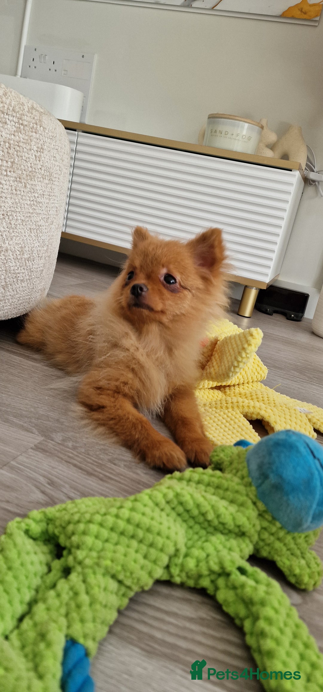 Pomeranian dogs for sale: Beautiful 5-Month-Old Pomeranian Girl for Sale  - Image 3